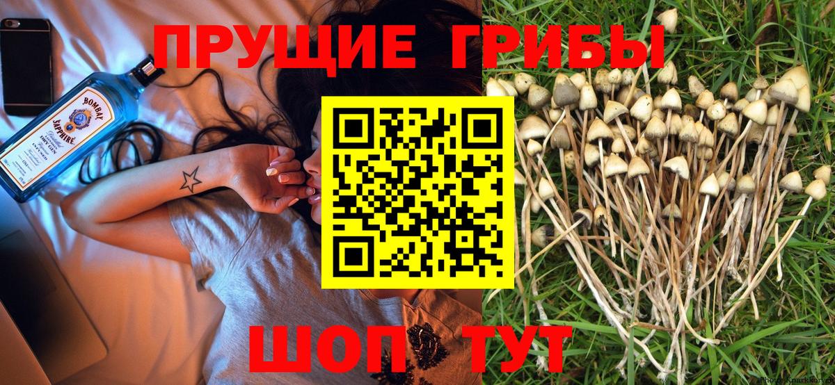 Кольчугино  магазин  наркотиков  Вход с VPN  Галлюциногенные грибы Magic Shrooms 